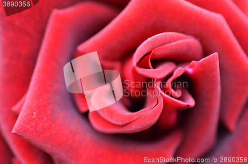 Image of Macro Shot of a Red Rose