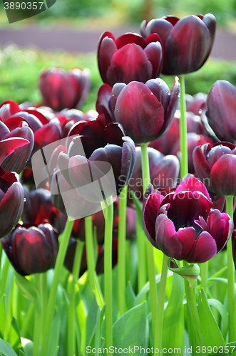 Image of Beautiful of tulips