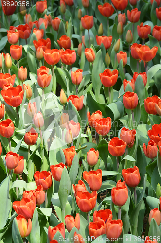 Image of Beautiful close up of tulips in Gardens by the Bay in Singapore