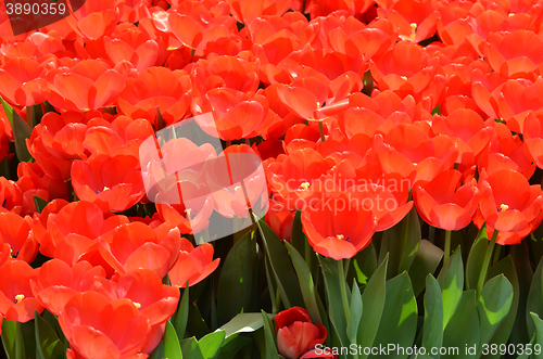 Image of Beautiful close up of tulips in Gardens by the Bay in Singapore