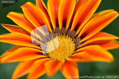 Image of Beautiful flower in a meadow