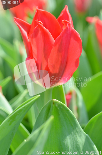 Image of Tulips in spring