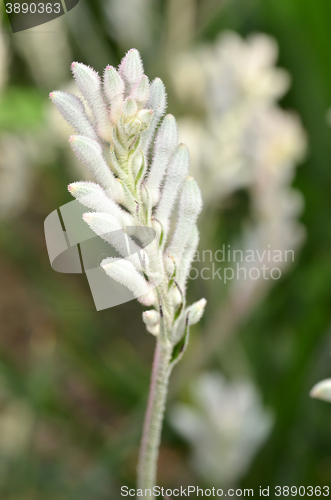 Image of Closeup of kangaroo paw plant