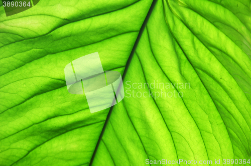 Image of Tree green leaf close up