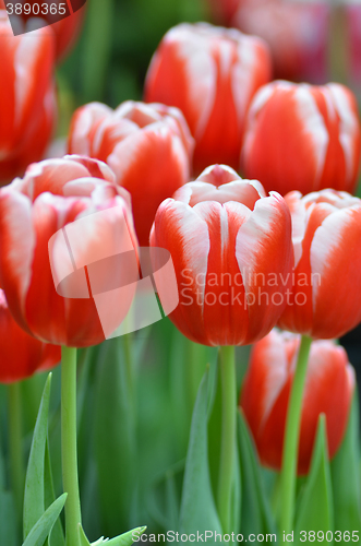 Image of Beautiful of tulips