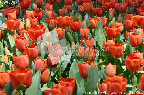 Image of Tulips in spring