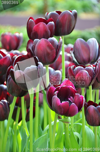 Image of Beautiful of tulips