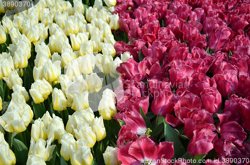 Image of Beautiful of tulips