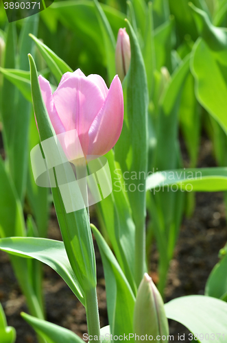 Image of Beautiful close up of tulips in Gardens by the Bay in Singapore