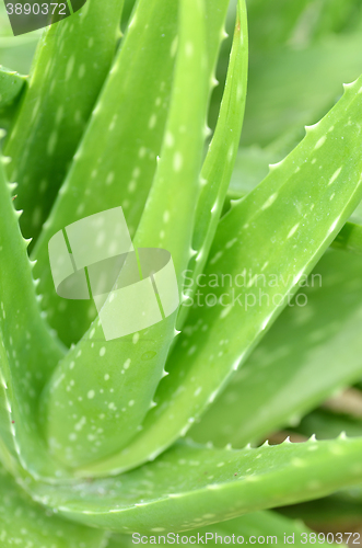 Image of Aloe vera plate