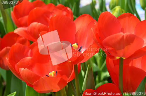 Image of Beautiful close up of tulips in Gardens by the Bay in Singapore