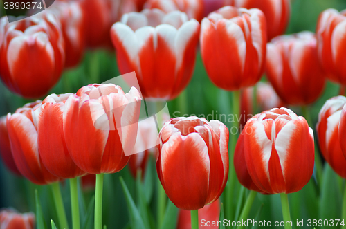 Image of Beautiful of tulips