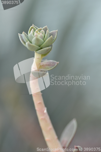 Image of Sedeveria plant in the early days of spring.