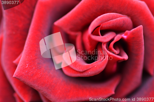 Image of Macro Shot of a Red Rose