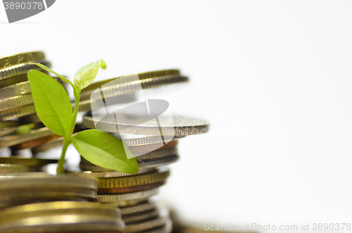 Image of Plant and lot of coins