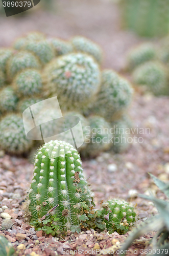 Image of Cactus in a Cactus garden