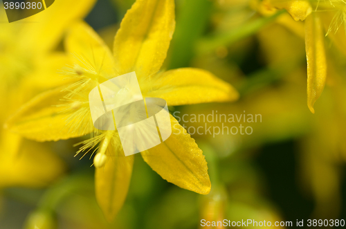 Image of Sout African plant Bulbine natalensis  