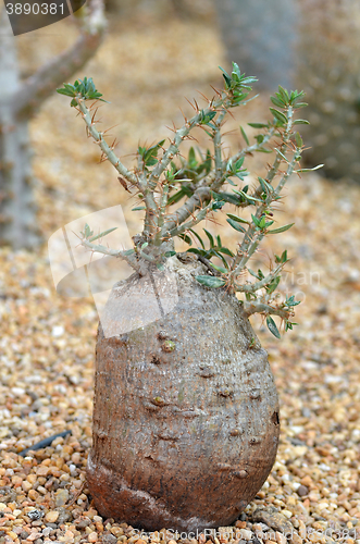 Image of Fockea edulis plant