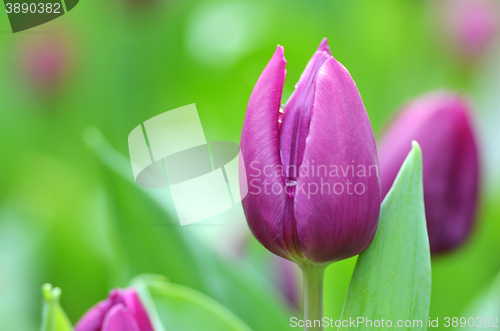 Image of Beautiful of tulips 