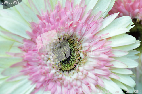 Image of White and pink Chrysanthemum