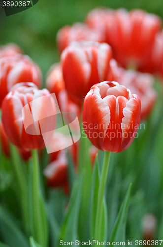 Image of Beautiful of tulips