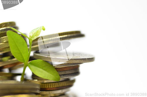 Image of Plant and lot of coins