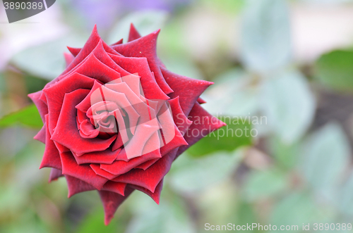 Image of Blossom red rose