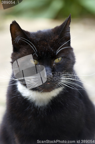 Image of Cat