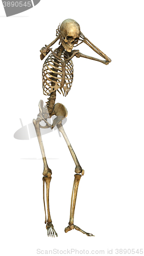 Image of 3D Illustration Human Skeleton on White