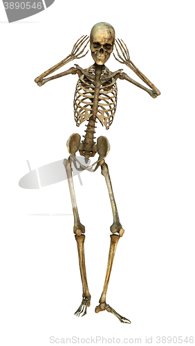 Image of 3D Illustration Human Skeleton on White