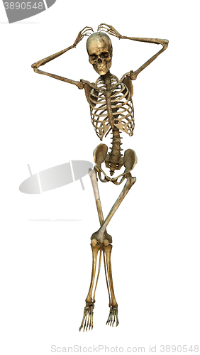 Image of 3D Illustration Human Skeleton on White