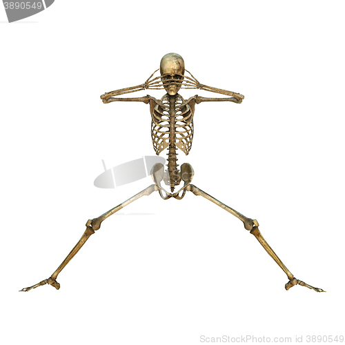 Image of 3D Illustration Human Skeleton on White
