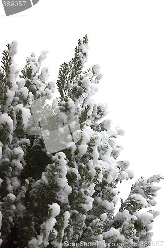 Image of Snow on tree