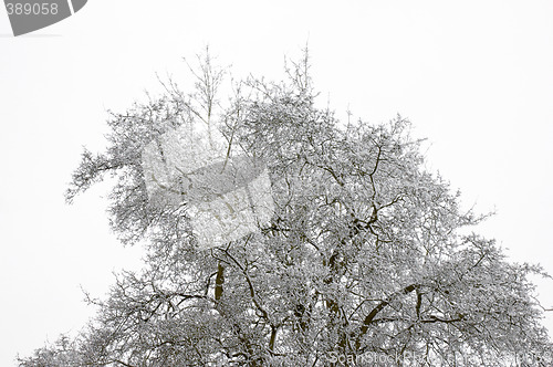 Image of Snowy tree tops