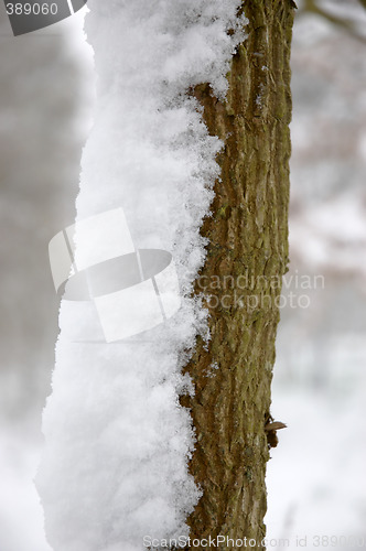 Image of Snowy pole