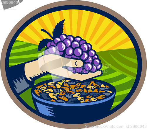 Image of Hand Holding Grapes Raisins Oval Woodcut