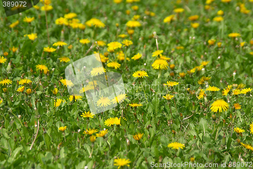 Image of Yellow dandelions