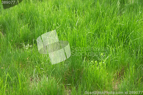 Image of Green grass