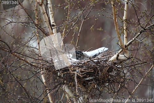 Image of crow in the nest covered snow 