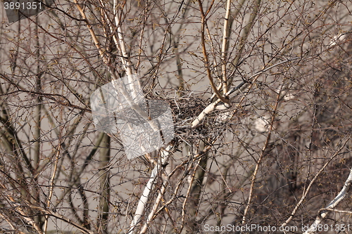 Image of empty bird nest