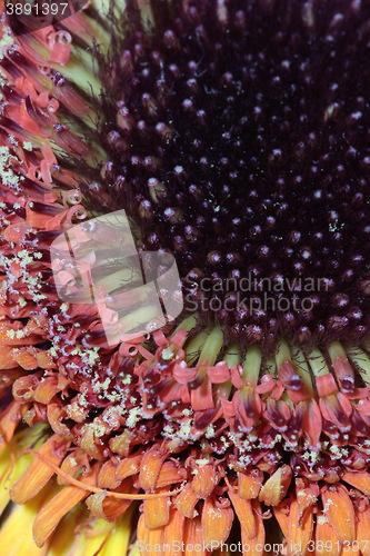 Image of  gerbera stamen floral abstract