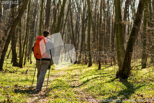 Image of Male hiker looking to the side walking in forest