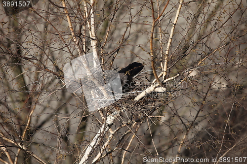 Image of Crow sitting in a nest