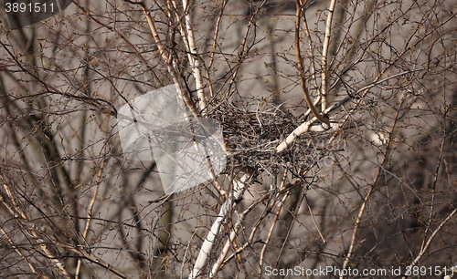 Image of empty bird nest