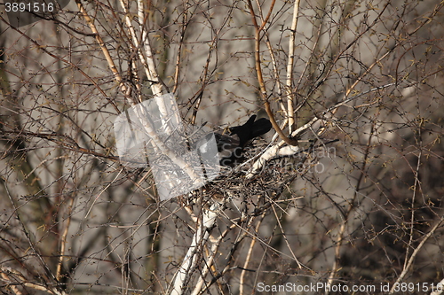 Image of Crow sitting in a nest