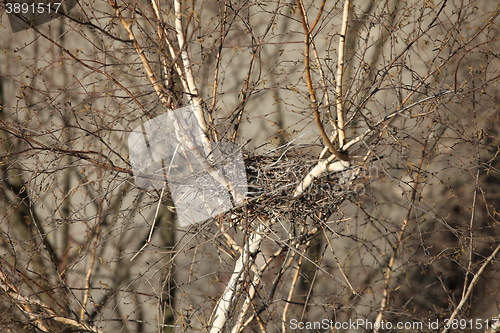 Image of empty bird nest