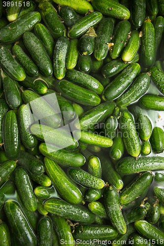 Image of gurtsov conservation. Fresh cucumbers in jars