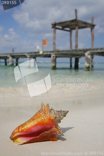 Image of Life is a Beach (Conch)