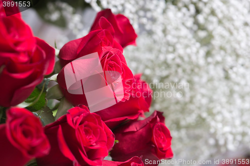 Image of red roses background