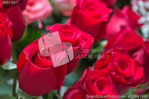 Image of red roses background